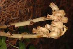 Monotropa hypopitys